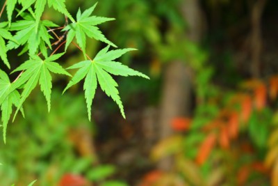 食事で身体を変えるなら、NOながら食い! 4