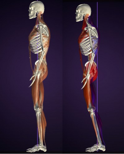 ヒップアップトレーニング 姿勢(筋肉バランス)分析