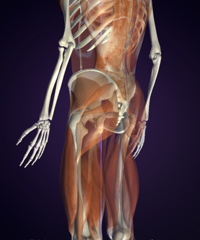 お尻のたるむ原因とヒップアップトレーニング