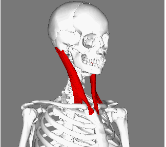 【スポーツの向上】身体の捩じりと歯の食いしばり