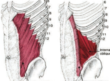 くびれ作りはろっ骨の引き上げ