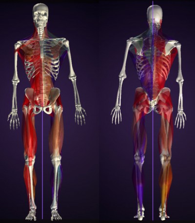 ウォーキングと骨盤・身体の歪み 筋肉バランスの左右差