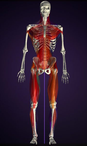 便秘に効く。お腹のびのび体操 3