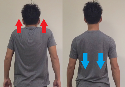肩甲骨を上げる力、下げる力