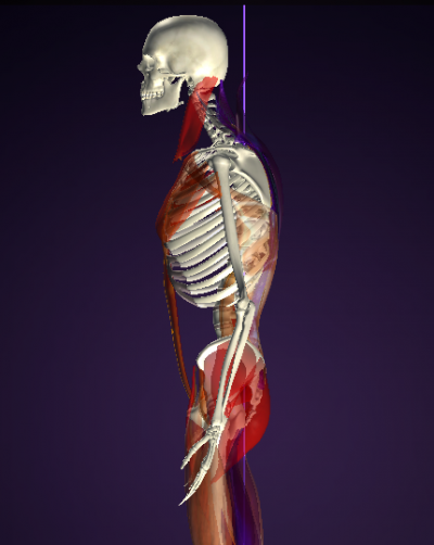 首トレで小顔 peak a body測定 30代女性