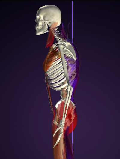 首トレで小顔 peak a body測定 40代女性