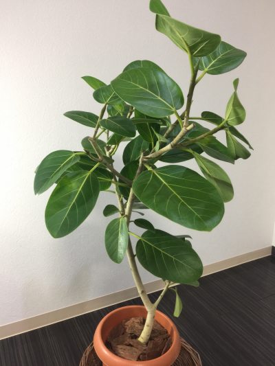 くびれ専門 ボディバランススタジオCOMFY 祝1周年 5