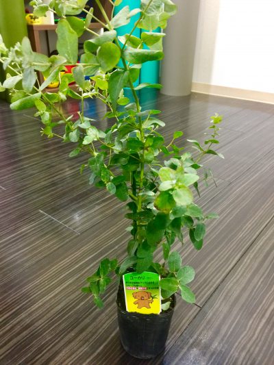 くびれ専門 ボディバランススタジオCOMFY ボタニカル始めました。 5