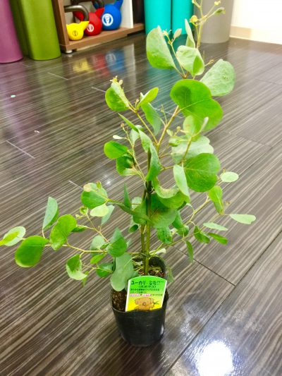 くびれ専門 ボディバランススタジオCOMFY ボタニカル始めました。 4