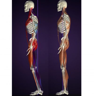 小顔と筋肉バランス