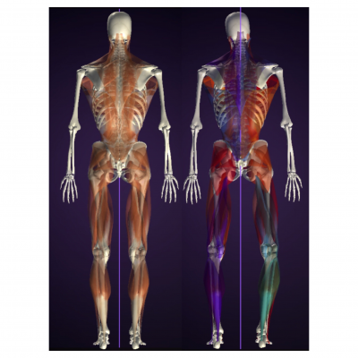 k様 Beautyバルクアップ筋肉バランス2