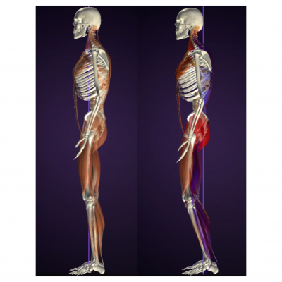 中野様 Beautyバルクアップ筋肉バランス1