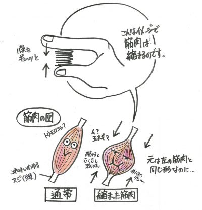 筋肉が縮むイメージ